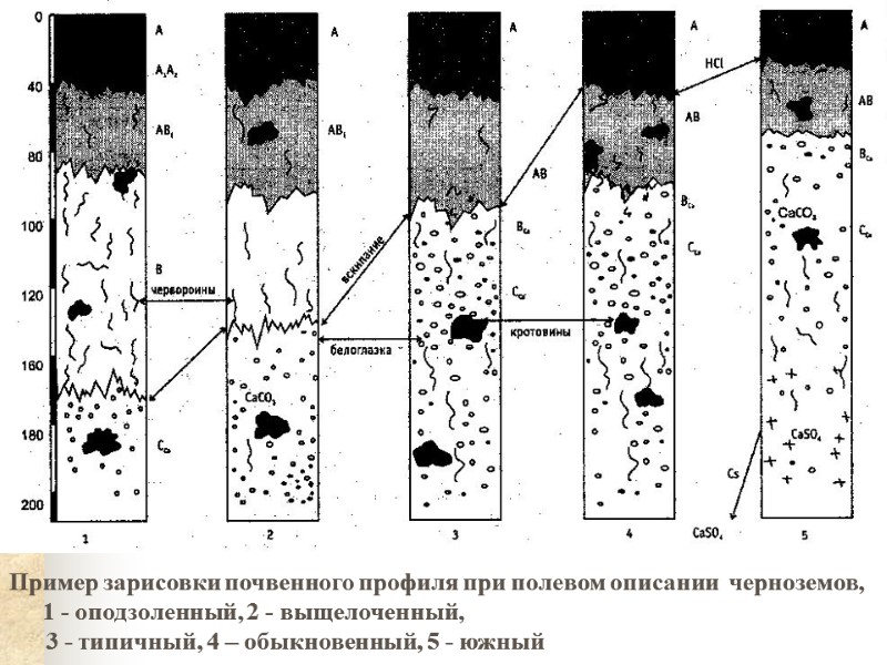 Пример зарисовки почвенного профиля при полевом описании  черноземов, 1 - оподзоленный, 2 -
